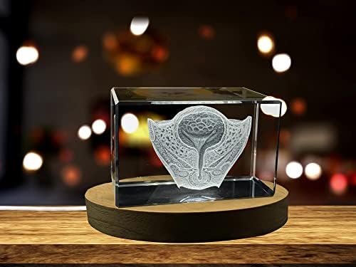 Пикочния мехур | 3D Гравиран кристал на паметта |Подарък за уролози|Подарък лекар|по Спомен | Персонални 3D Crystal Снимка